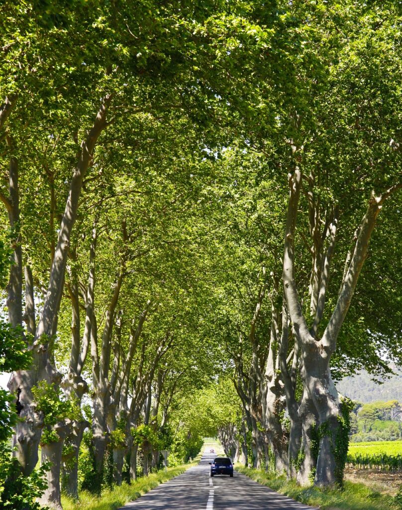 Tree Lined Drive near to our Amazingly Affordable Idyllic Gite Holidays In France.