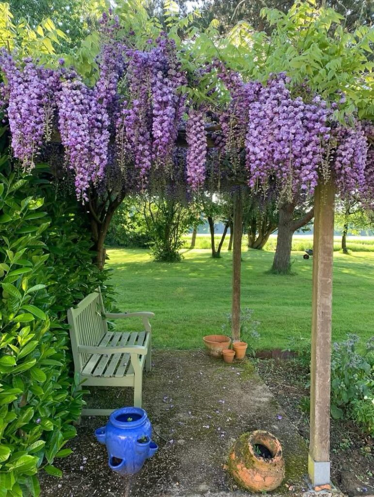 Wisteria In La faye